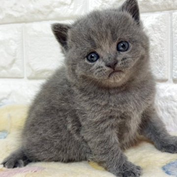 ブリティッシュショートヘア【山梨県・女の子・2025年10月21日・ブルー】の写真「かわいい♡ブルー・女の子♡」