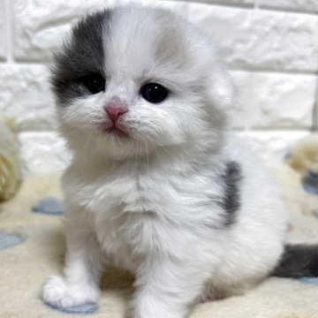 スコティッシュフォールド(折れ耳)【山梨県・女の子・2026年2月20日・ダイリュートキャリコ（ロング）】の写真「フワフワ♪可愛いダイリュートキャリコ♡女の子♡」