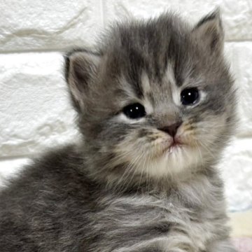 サイベリアン【山梨県・女の子・2025年10月1日・ブルータビー】の写真「優しいお顔の女の子♡」