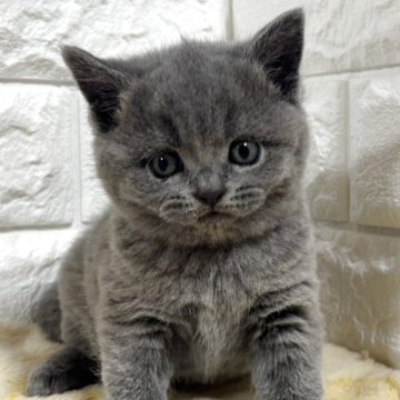 ブリティッシュショートヘア【山梨県・女の子・2025年10月21日・ブルー】の写真「かわいい♡ブルー・女の子♡」