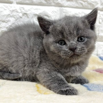 ブリティッシュショートヘア【山梨県・男の子・2025年10月21日・ブルー】の写真「かわいい♡ブルー・男の子♡」
