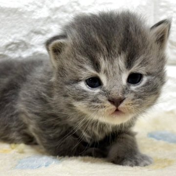 サイベリアン【山梨県・男の子・2025年10月1日・ブルータビー】の写真「優しいお顔の男の子♡」