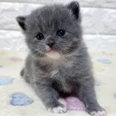 ブリティッシュショートヘア【山梨県・男の子・2025年10月21日・ブルー&ホワイト】の写真1「くまちゃんみたいな男の子です😊」