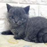 ブリティッシュショートヘア