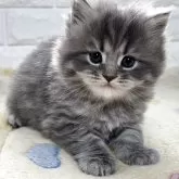 サイベリアン【山梨県・女の子・2025年10月1日・ブルータビー】の写真1「11月1日のブログにこの子達の記事を載せました✏️ライムベビーです😊」