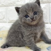 ブリティッシュショートヘア