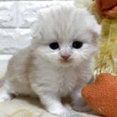 スコティッシュフォールド(折れ耳)