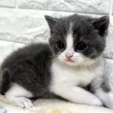ブリティッシュショートヘア