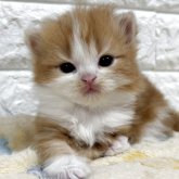 スコティッシュフォールド(立ち耳)