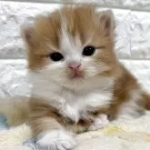 スコティッシュフォールド(立ち耳)