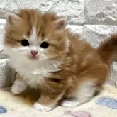 スコティッシュフォールド(立ち耳)