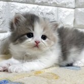 スコティッシュフォールド(立ち耳)