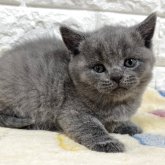 ブリティッシュショートヘア