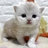 スコティッシュフォールド(立ち耳)