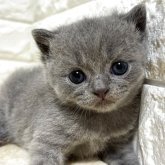 ブリティッシュショートヘア