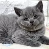 ブリティッシュショートヘア