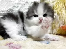 スコティッシュフォールド(折れ耳)【山梨県・男の子・2026年1月14日・ブラック&ホワイト】の写真2