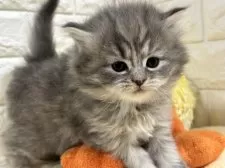 サイベリアン【山梨県・女の子・2025年2月20日・ブルータビー】の写真2