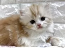 スコティッシュフォールド(立ち耳)【山梨県・女の子・2025年3月5日・レッドタビー&ホワイト】の写真2