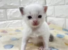 ラグドール【山梨県・男の子・2025年8月1日・ブルーポイントバイカラー】の写真3