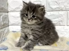 サイベリアン【山梨県・女の子・2025年10月1日・ブルータビー】の写真3