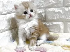 スコティッシュフォールド(立ち耳)【山梨県・女の子・2025年3月5日・レッドタビー&ホワイト】の写真3