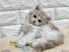 スコティッシュフォールド(立ち耳)【山梨県・女の子・2025年8月5日・クリーム&ホワイト】の写真3