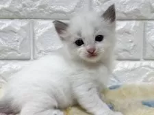 ラグドール【山梨県・女の子・2025年8月1日・ブルーポイントバイカラー】の写真4