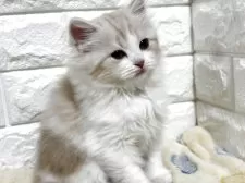 スコティッシュフォールド(立ち耳)【山梨県・女の子・2025年8月5日・クリーム&ホワイト】の写真4