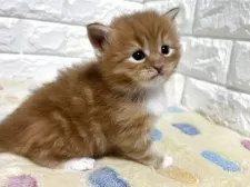 サイベリアン【山梨県・男の子・2026年2月10日・レッドタビー&ホワイト】の写真4