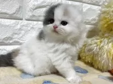 スコティッシュフォールド(折れ耳)【山梨県・女の子・2026年2月20日・ダイリュートキャリコ】の写真4