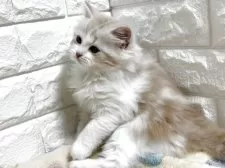 スコティッシュフォールド(立ち耳)【山梨県・女の子・2025年8月5日・クリーム&ホワイト】の写真5