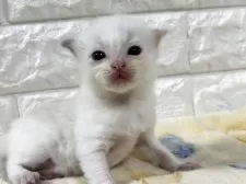 ラグドール【山梨県・男の子・2025年8月1日・ブルーポイントバイカラー】の写真5