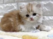 スコティッシュフォールド(立ち耳)【山梨県・女の子・2025年3月5日・レッドタビー&ホワイト】の写真5