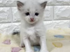 ラグドール【山梨県・女の子・2025年8月1日・ブルーポイントバイカラー】の写真6