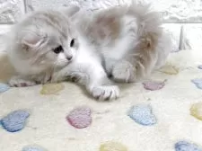 スコティッシュフォールド(立ち耳)【山梨県・女の子・2025年8月5日・クリーム&ホワイト】の写真6