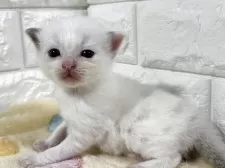 ラグドール【山梨県・男の子・2025年8月1日・ブルーポイントバイカラー】の写真7