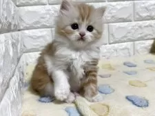 スコティッシュフォールド(立ち耳)【山梨県・女の子・2025年3月5日・レッドタビー&ホワイト】の写真7