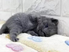 ブリティッシュショートヘア【山梨県・男の子・2025年10月21日・ブルー】の写真8