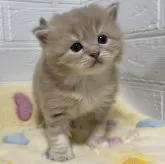 サイベリアン【山梨県・男の子・2024年11月19日・クリームタビー&ホワイト】の写真11