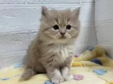 サイベリアン【山梨県・男の子・2024年11月19日・クリームタビー&ホワイト】の写真2