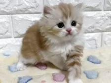 スコティッシュフォールド(立ち耳)【山梨県・女の子・2025年3月5日・レッドタビー&ホワイト】の写真8