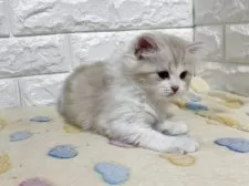 スコティッシュフォールド(立ち耳)【山梨県・女の子・2025年8月5日・クリーム&ホワイト】の写真9