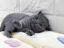 ブリティッシュショートヘア【山梨県・男の子・2025年10月21日・ブルー】の写真9