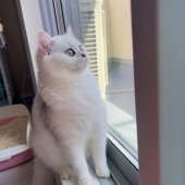 ブリティッシュショートヘア【・女の子・2024年5月8日・シルバーシェーデッド】