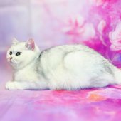 ブリティッシュショートヘア【・女の子・2024年5月8日・シルバーシェーデッド】