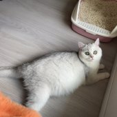 ブリティッシュショートヘア【・女の子・2024年5月8日・シルバーシェーデッド】