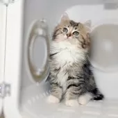 ブリティッシュMIX【大阪府・男の子・2025年7月2日・ブラックタビー&ホワイト♡】の写真4