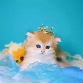 ブリティッシュロングヘア【大阪府・男の子・2025年4月25日・ゴールデン(ロング)】の写真7