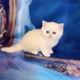 ブリティッシュショートヘア【大阪府・男の子・2025年5月9日・シールゴールデンチンチラポイント】の写真3「森に迷いこんだ白熊さん🐻‍❄️みたい」